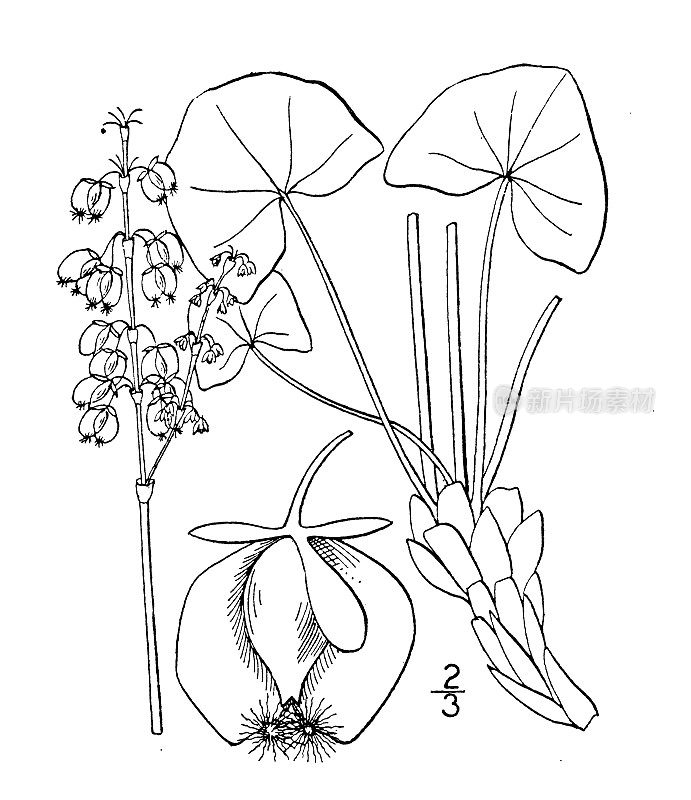 古植物学植物插图:Oxyria digyna，山酢浆草